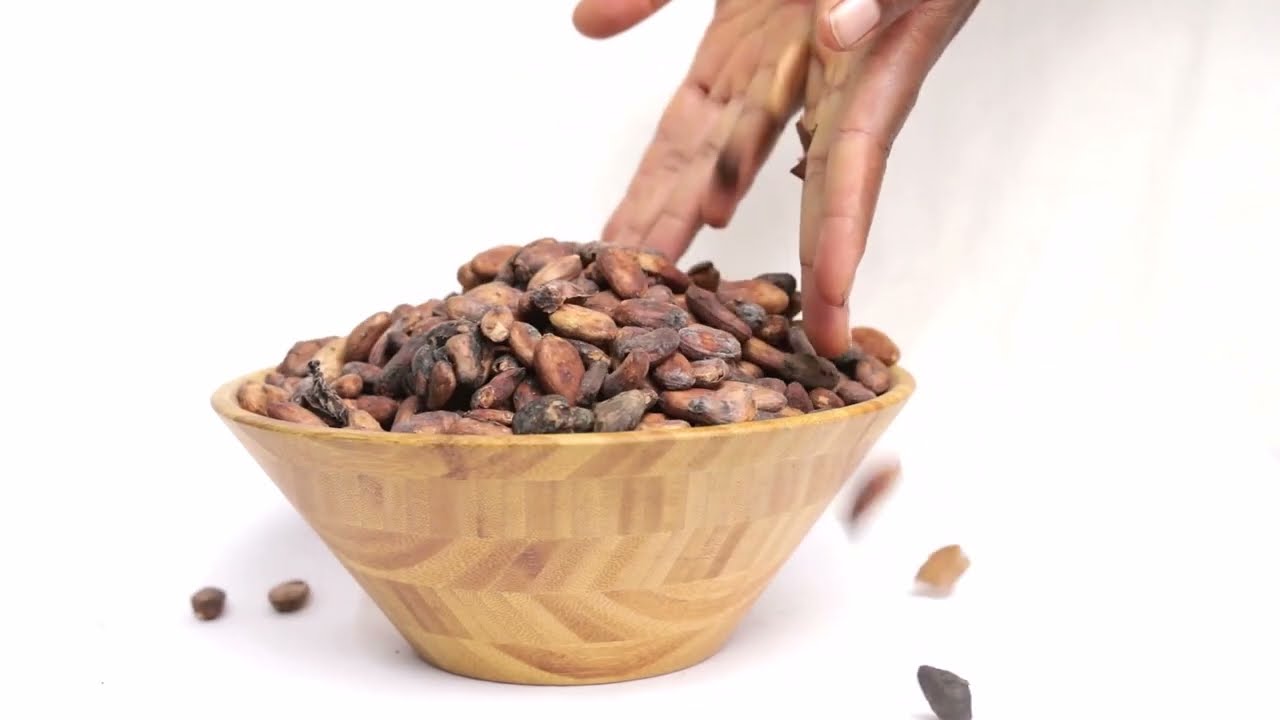 Granos de cacao para barras de chocolate y café