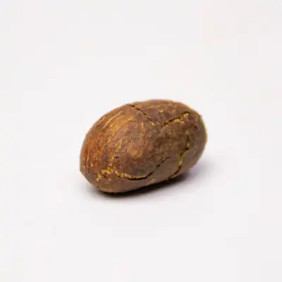 African Bitter Kola | Organic African Bitter Kola Nuts