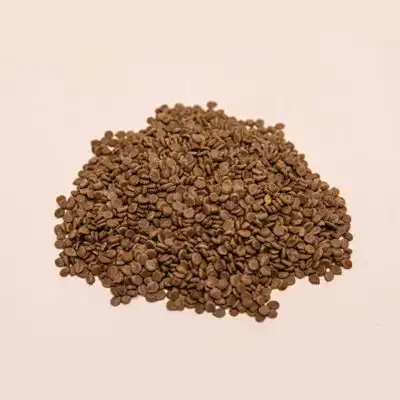 cassia obtusifolia for sale in bulk, dried African herb for wellness and detox, available at BaobabMart