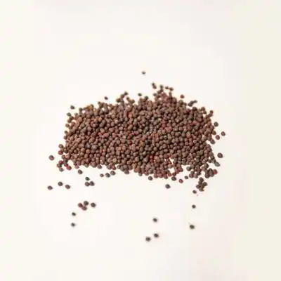 Organic Mustard Seeds for sale at Baobabmart