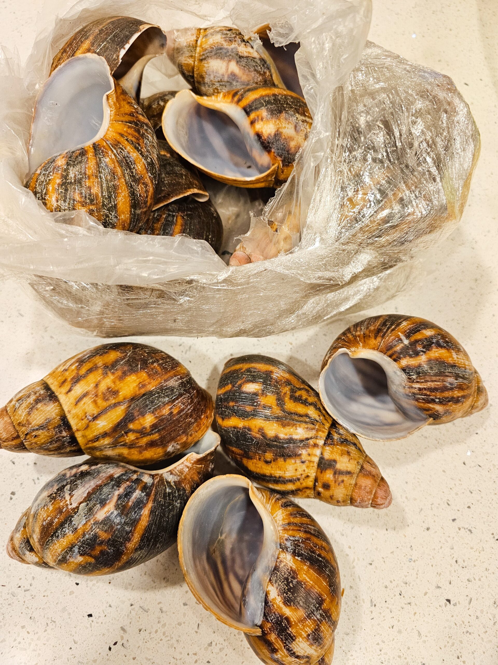 Bulk African Land Snail Shell - 1kg