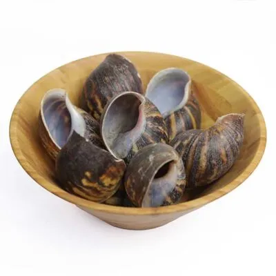 Bulk African Land Snail Shell