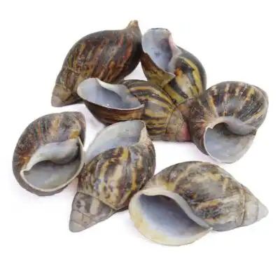 Bulk African Land Snail Shell