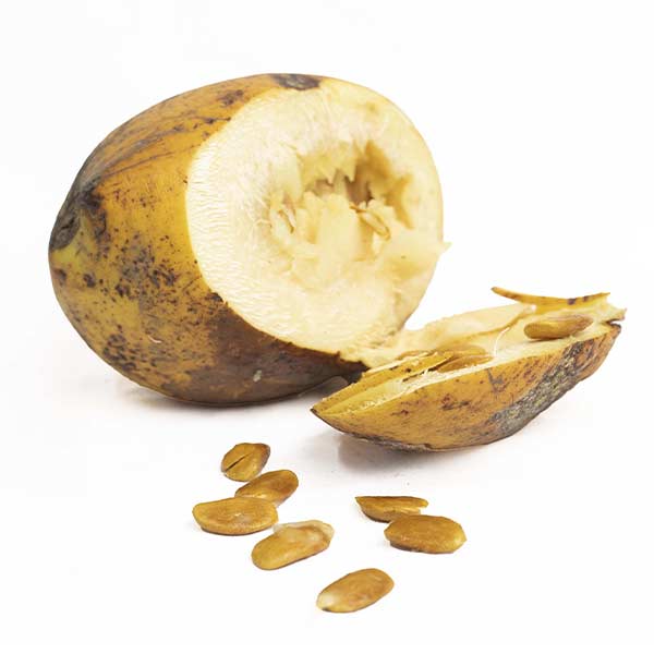 Akuamma Seed Akuamma Seed