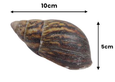 Bulk African Land Snail Shell - 1kg