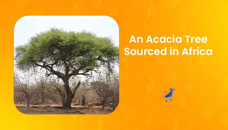 What is Natural Arabic Gum?