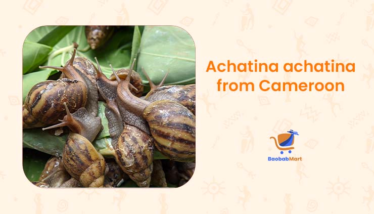 snails species from Cameroon: Achatina achatina