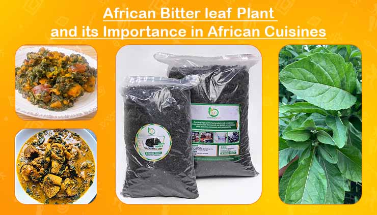 African bitter leaf plant
