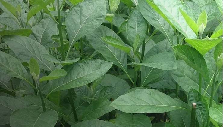 African-Dried Bitter Leaves