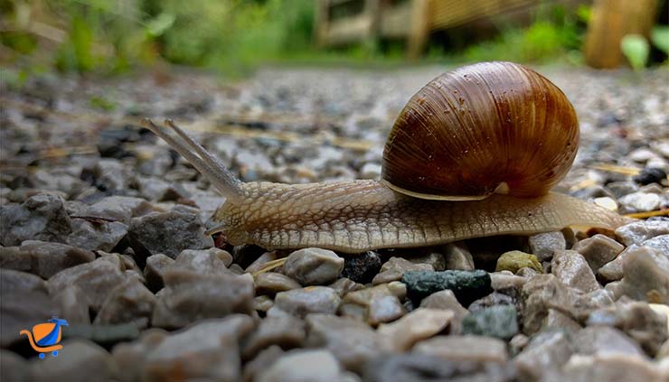 African Land Snails - Guide in Identifying them - Baobabmart blogs