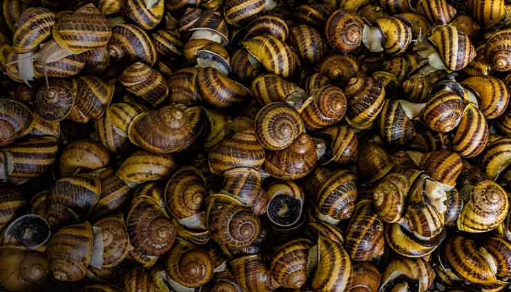 Healthy Snacking: African Dried Snails Benefits