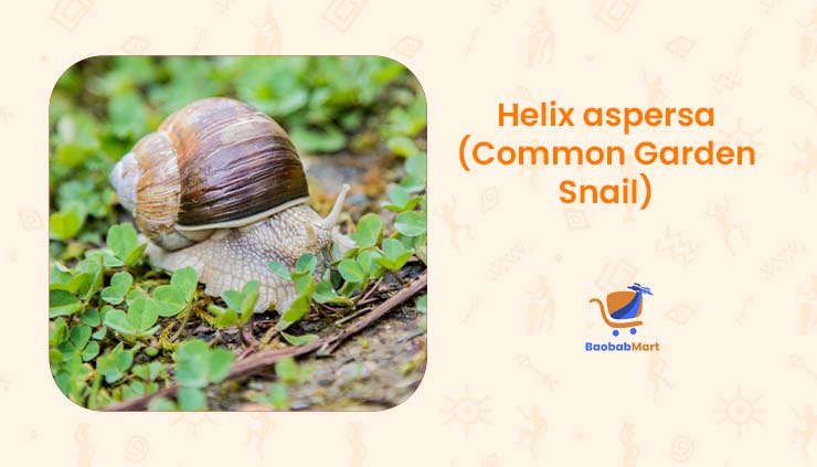 What Are the Different Snail Species from Cameroon?