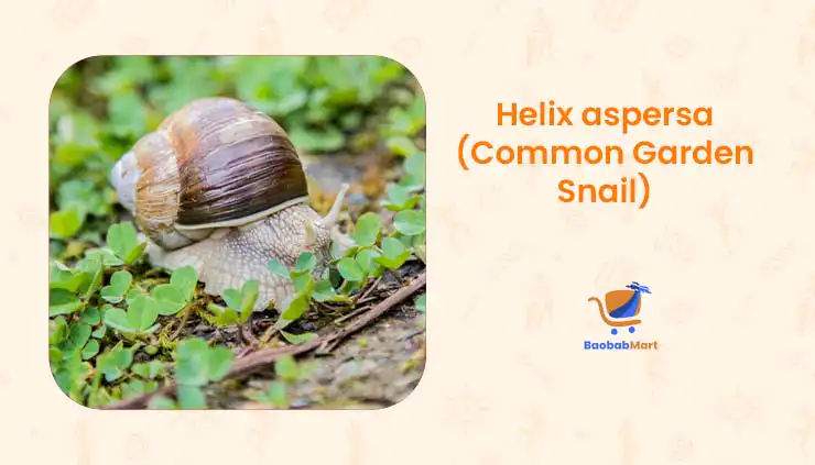 What Are the Different Snail Species from Cameroon? What Are the Different Snail Species from Cameroon?