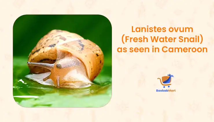 What Are the Different Snail Species from Cameroon? What Are the Different Snail Species from Cameroon?