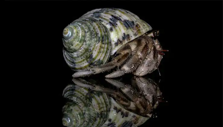 African Animal Shells Uses and Benefits