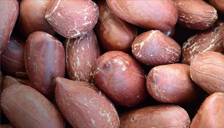 Best practices for storing Bitter Kola Nuts at BaobabMart.