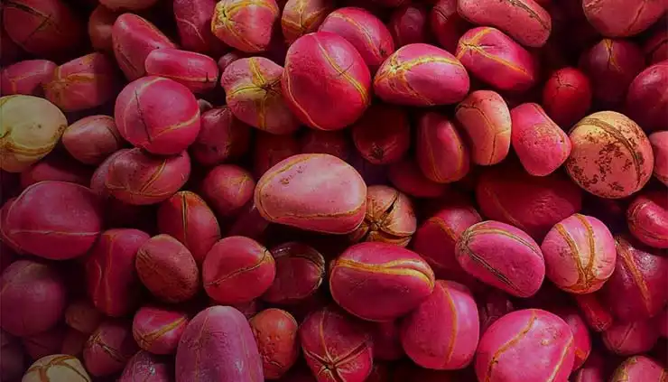 Benefits and tips for consuming Red Kola Nut daily at BaobabMart.