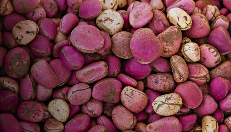 Safely Consume Red Kola Nut Daily - Consuming Red Kola Nut