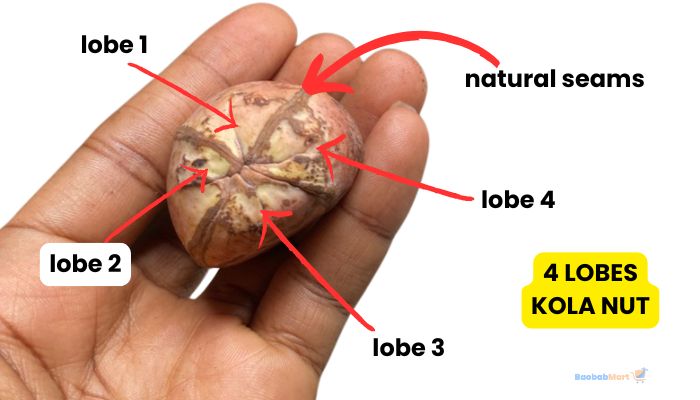 4 Lobes Red Kola Nut
