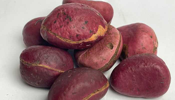 Consuming Red Kola Nut