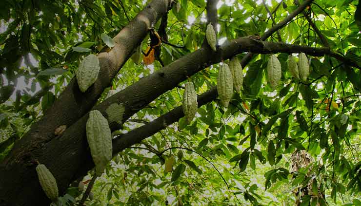Cacao Tree with Blooming Cacao Beans - Baobabmart Cacao vs Cocoa