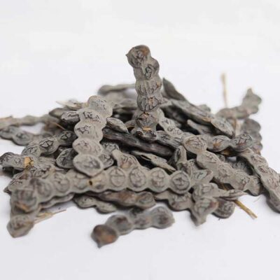 Close-up of Nep Nep Seeds for Sale Acacia nilotica