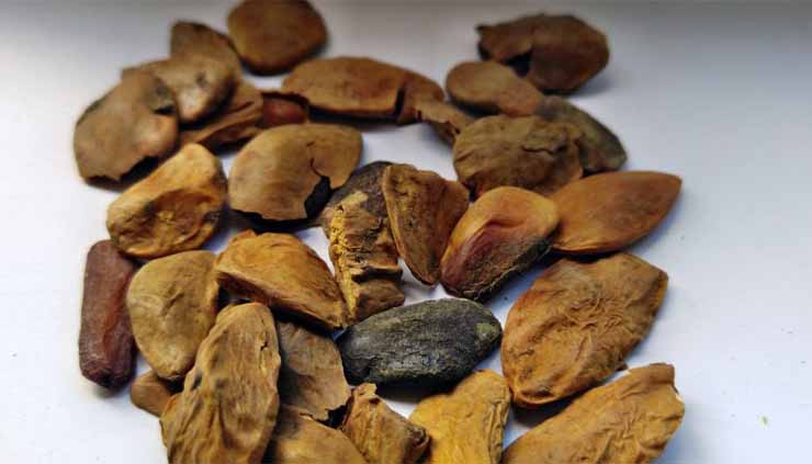 Akuamma Seeds and Natural Wellness