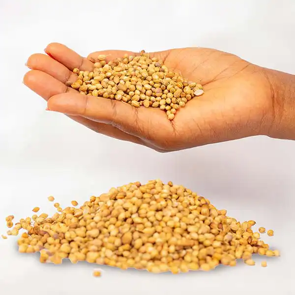 corriander Bulk Organic Coriander Seeds - Baobabmart