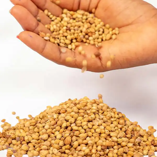 corriander 2 Bulk Organic Coriander Seeds - Baobabmart