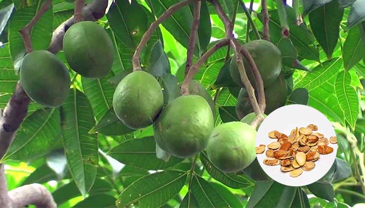 From wild mango to Ogbono seeds - what is ogbono?