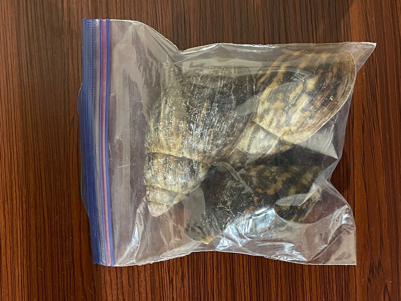 Bulk African Land Snail Shell - 1kg