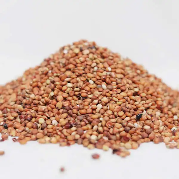 miglio rosso 2 Semi di miglio rosso in vendita: miglio rosso biologico proveniente da fattorie africane, ideale per uccelli, cibo e piantagioni, disponibile ora su Baobabmart