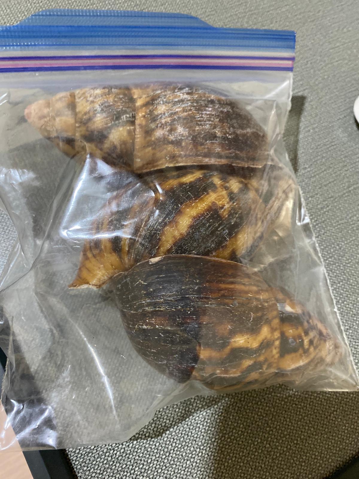 Bulk African Land Snail Shell - 1kg