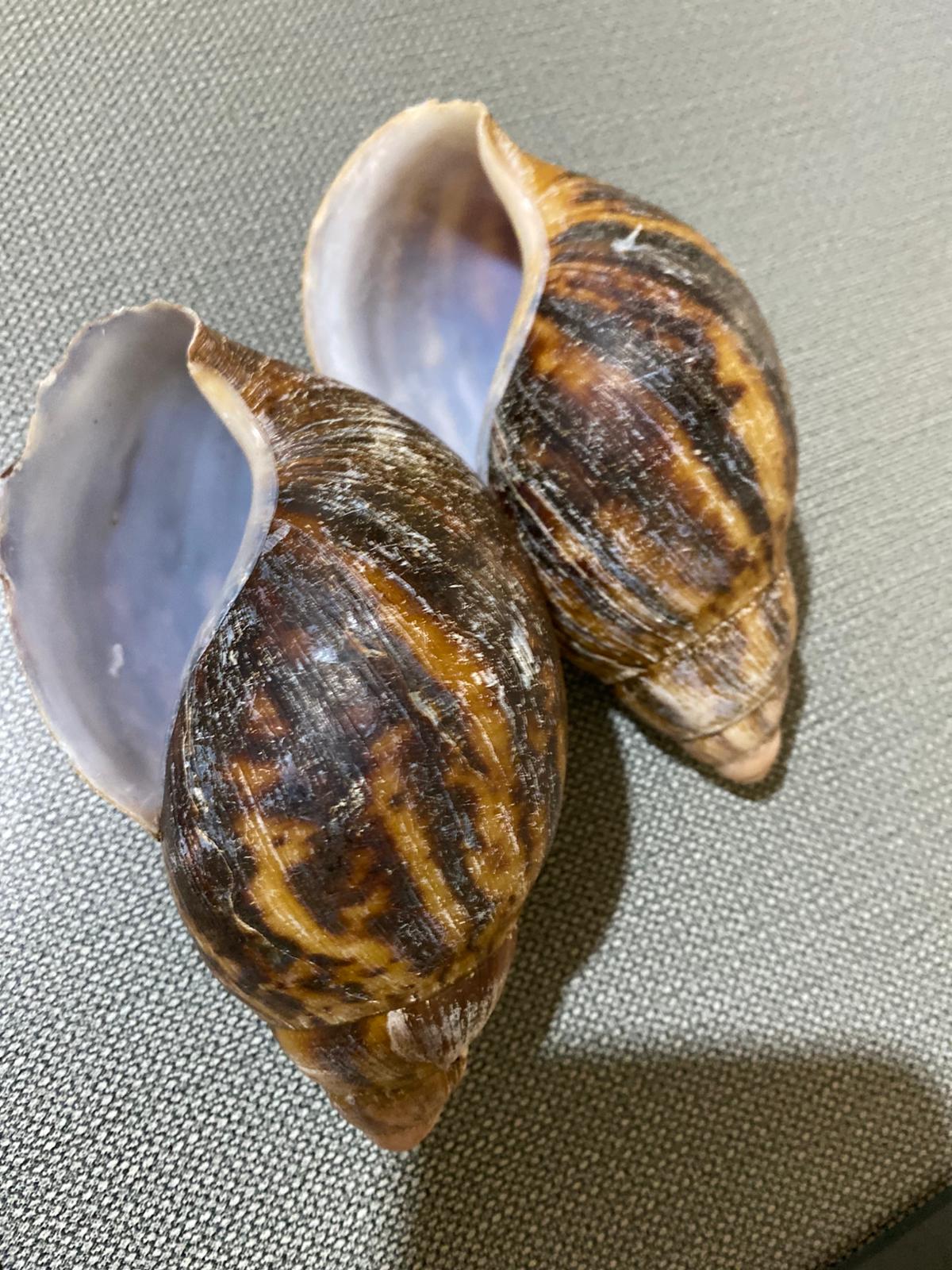 Bulk African Land Snail Shell - 1kg