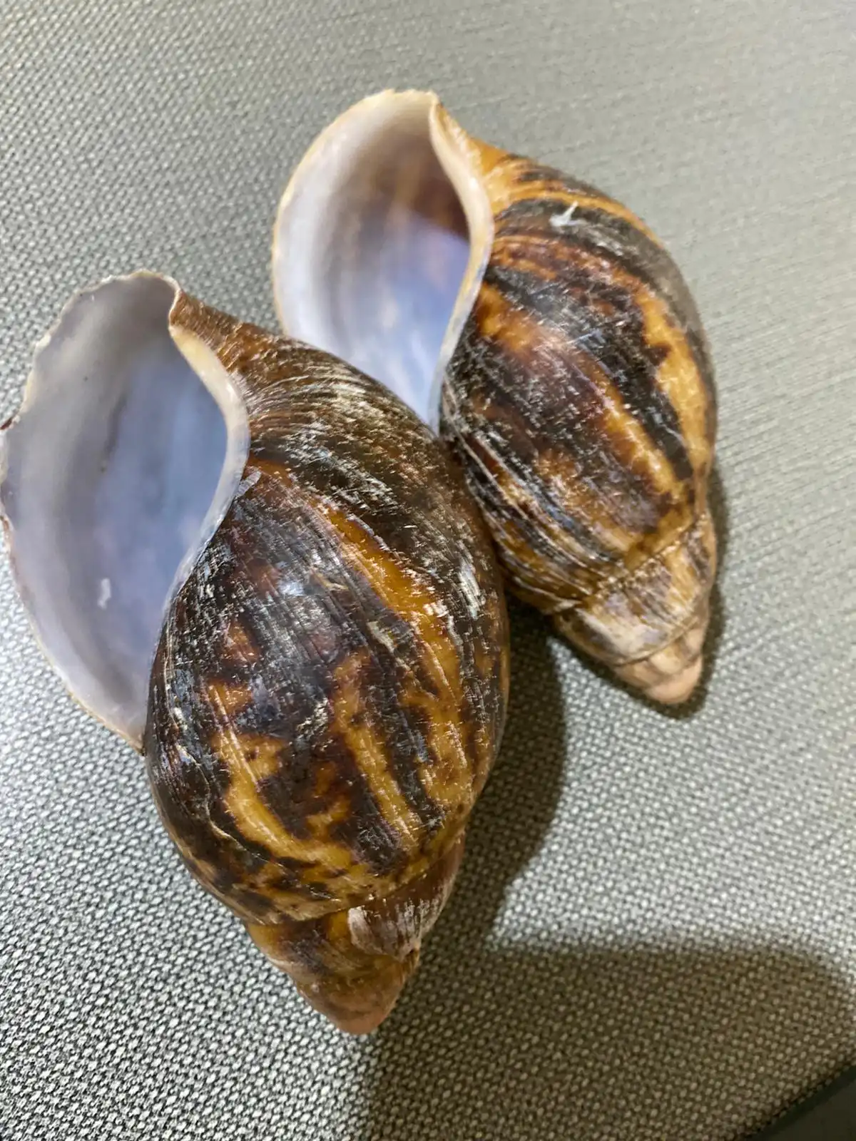 Bulk African Land Snail Shell - 1kg (35 oz)
