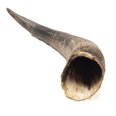 Real Cow Horns for Sale – Authentic African cow horns for crafts, décor, and wholesale buyers, available now at Baobabmart