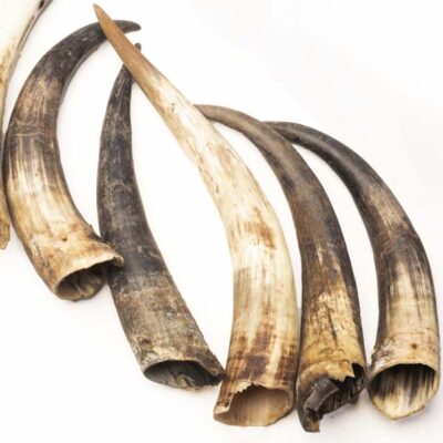 Real Cow Horns for Sale – Authentic African cow horns for crafts, décor, and wholesale buyers, available now at Baobabmart