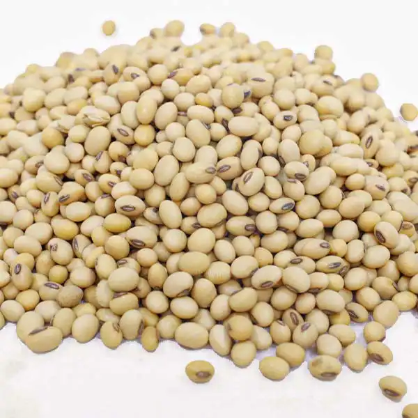 Soya fasulyesi 1 Satılık Soya Fasulyesi – Organik Soya Fasulyesi Satılık, Baobabmart'tan hızlı uluslararası teslimatla toplu olarak birinci sınıf Afrika soya fasulyesi mevcuttur