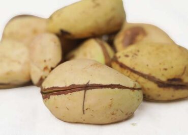 White Kola Nut for Sale – African Fresh White Kola Nuts (Cola acuminata) handpicked and organic, available worldwide at Baobabmart