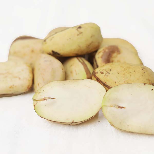 White Kola Nut for Sale
