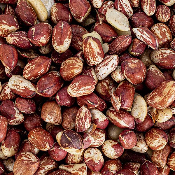 Zebra or Striped Groundnut 3 Wild Jungle Peanuts for Sale – organic striped groundnuts and Transkutuku peanuts available in bulk at Baobabmart
